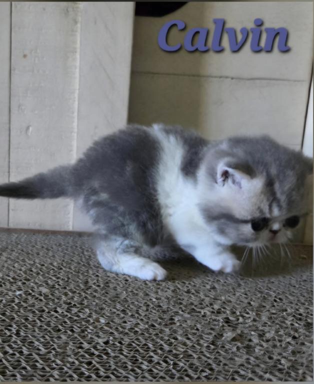 Calvin photo 4