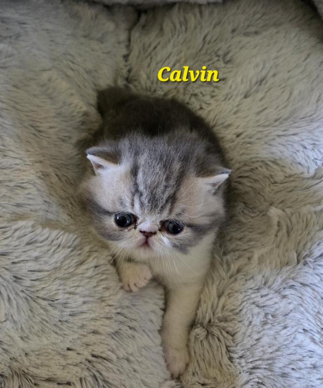 Calvin photo 3