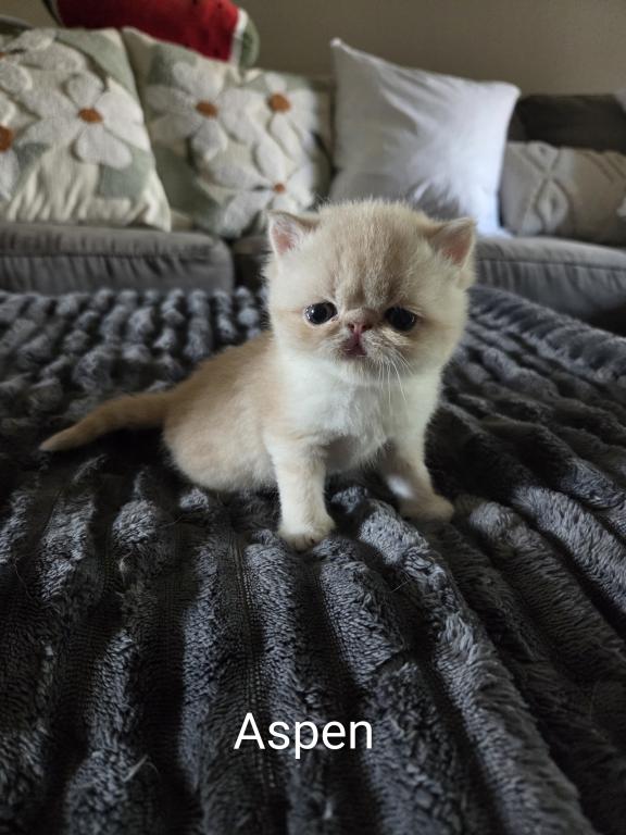 Phoenix photo 14