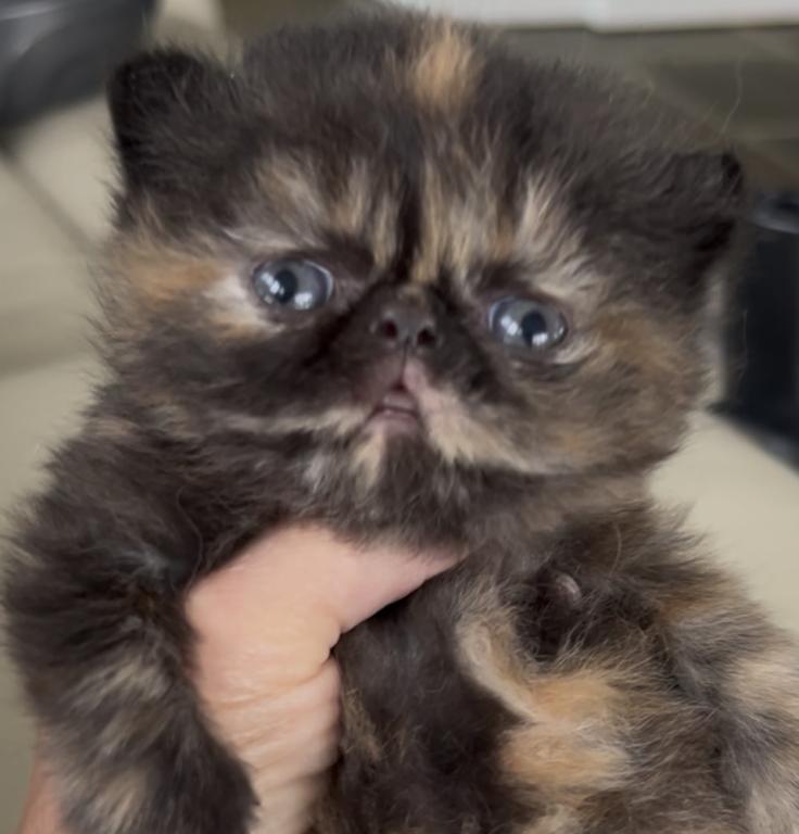 Tortoiseshell Girl photo 1