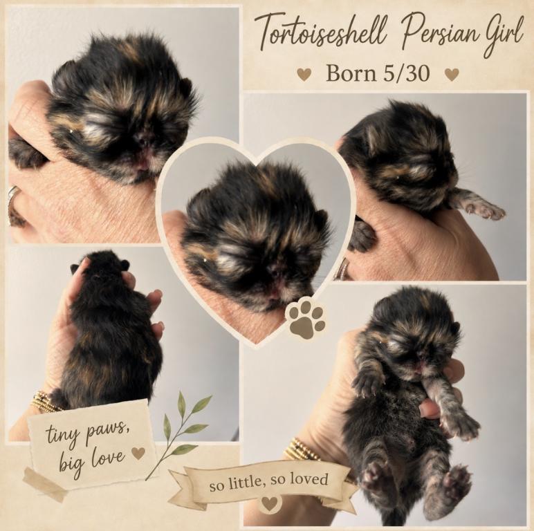 Tortoiseshell Girl photo 5