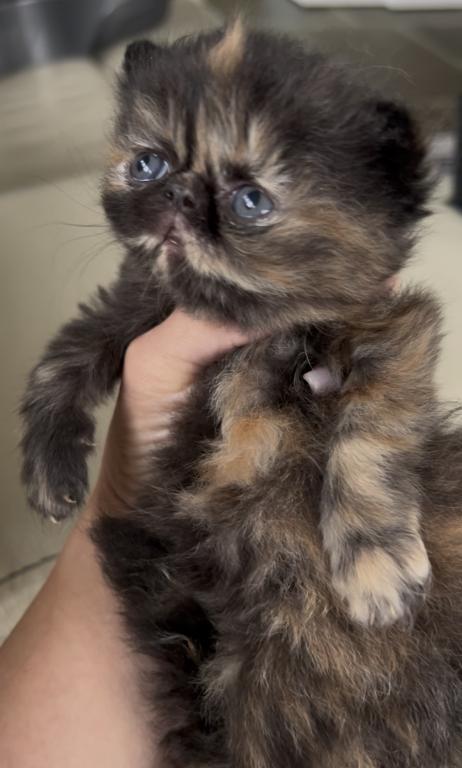Tortoiseshell Girl photo 3