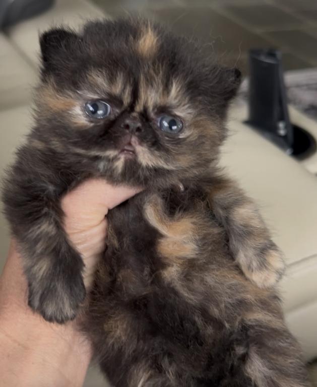 Tortoiseshell Girl photo 4