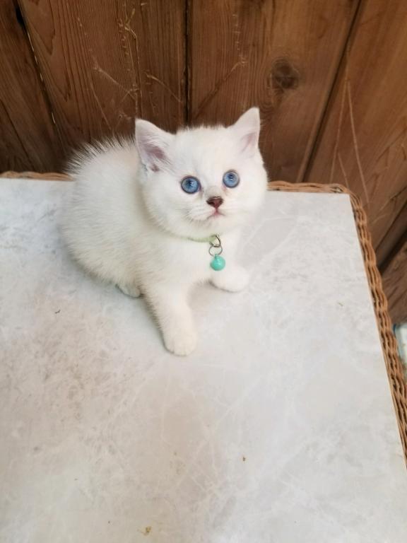 Smiling British Short Hair And  Long Hair Cats photo 4