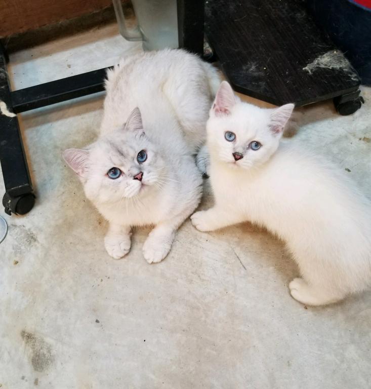 Smiling British Short Hair And  Long Hair Cats photo 3
