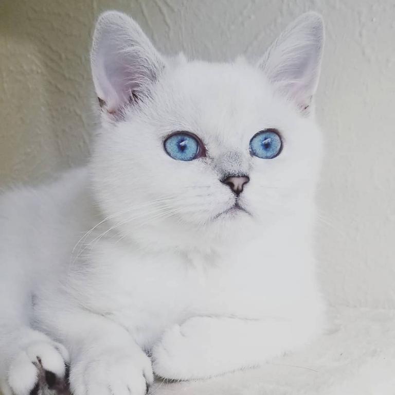 Smiling British Short Hair And  Long Hair Cats photo 2