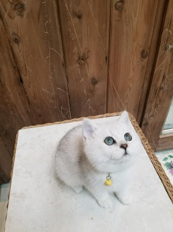 Smiling British Short Hair And  Long Hair Cats photo 1