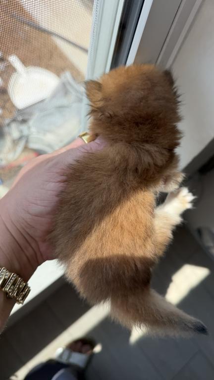 Black Golden Chinchilla NY12 Longhair Female photo 9