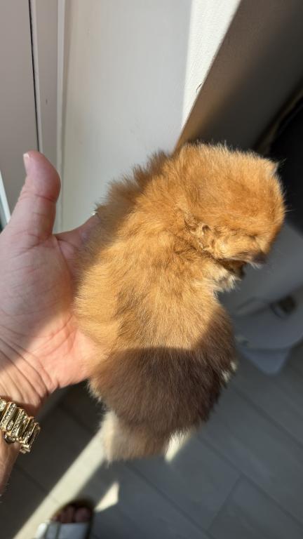 Black Golden Chinchilla NY12 Longhair Female photo 10