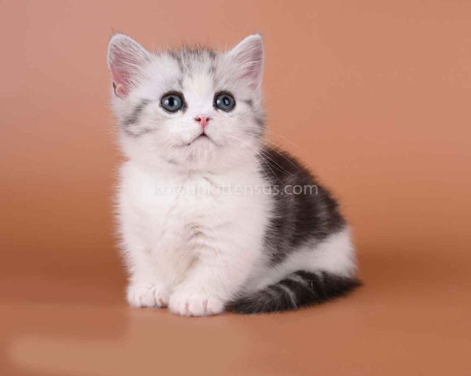 Ilene Munchkin Silver Tabby Bicolor Short Legs photo 3