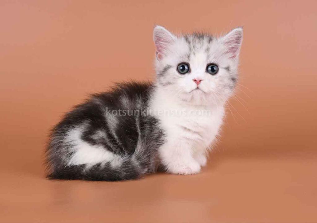 Ilene Munchkin Silver Tabby Bicolor Short Legs photo 5