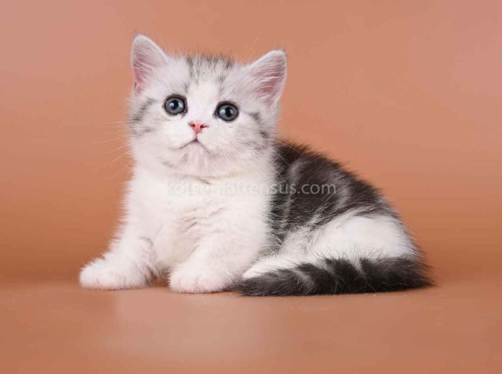 Ilene Munchkin Silver Tabby Bicolor Short Legs photo 4