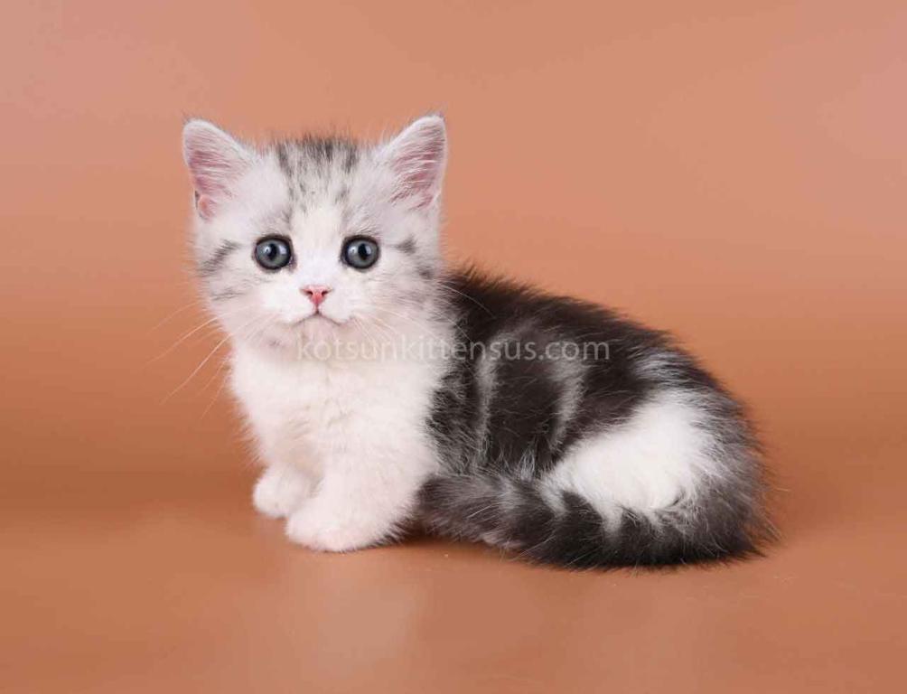 Ilene Munchkin Silver Tabby Bicolor Short Legs photo 1