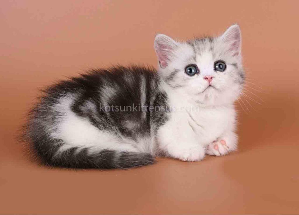 Ilene Munchkin Silver Tabby Bicolor Short Legs photo 2