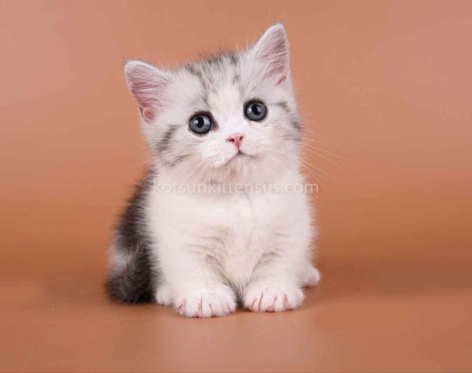 Ilene Munchkin Silver Tabby Bicolor Short Legs photo 6
