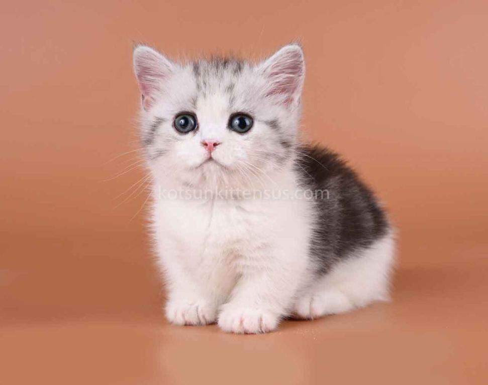 Ilene Munchkin Silver Tabby Bicolor Short Legs photo 7