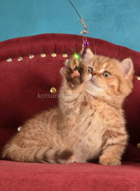 Holly Munchkin Chocolate Tabby Short Legs photo 8
