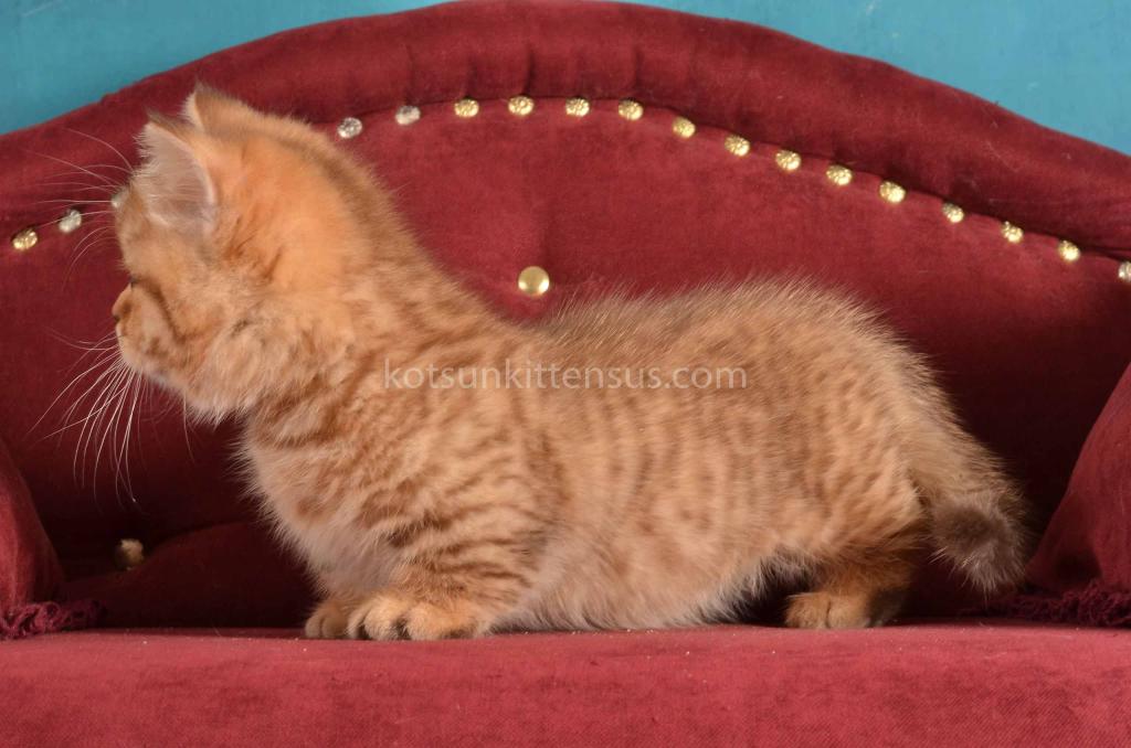 Holly Munchkin Chocolate Tabby Short Legs photo 13