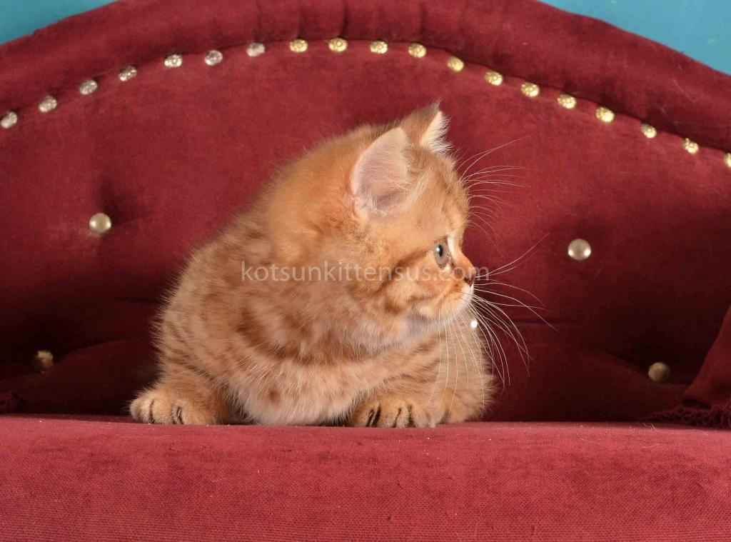 Holly Munchkin Chocolate Tabby Short Legs photo 10