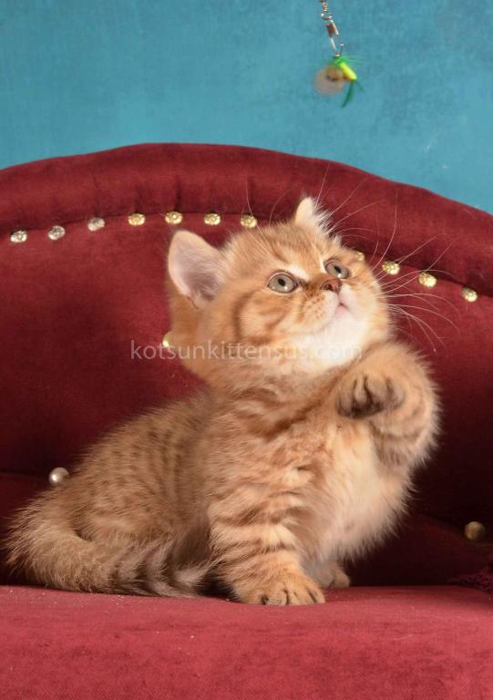 Holly Munchkin Chocolate Tabby Short Legs photo 9