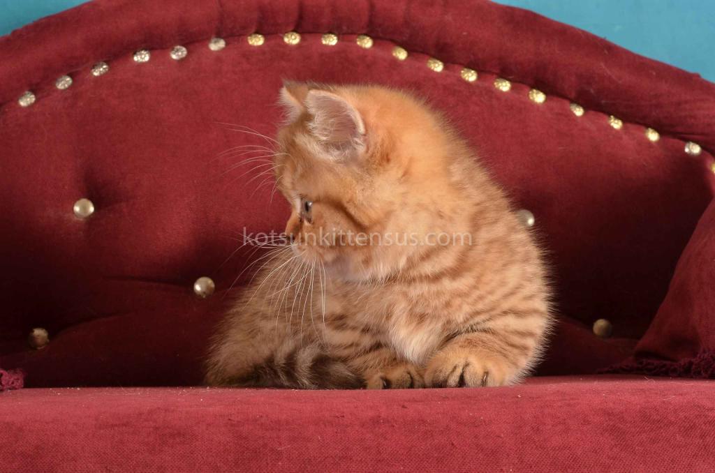 Holly Munchkin Chocolate Tabby Short Legs photo 15