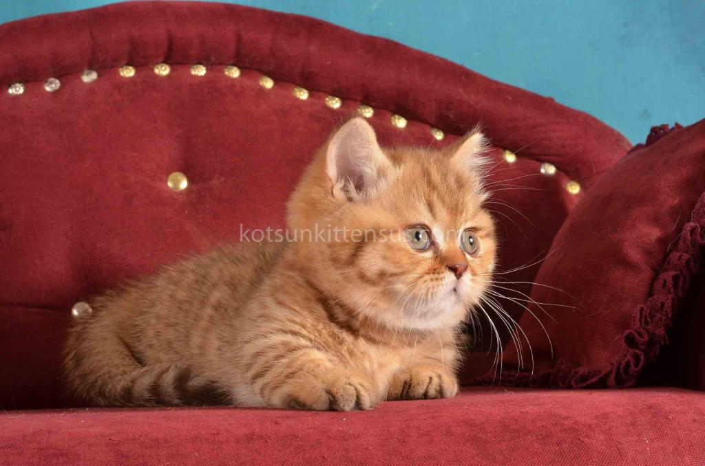 Holly Munchkin Chocolate Tabby Short Legs photo 6