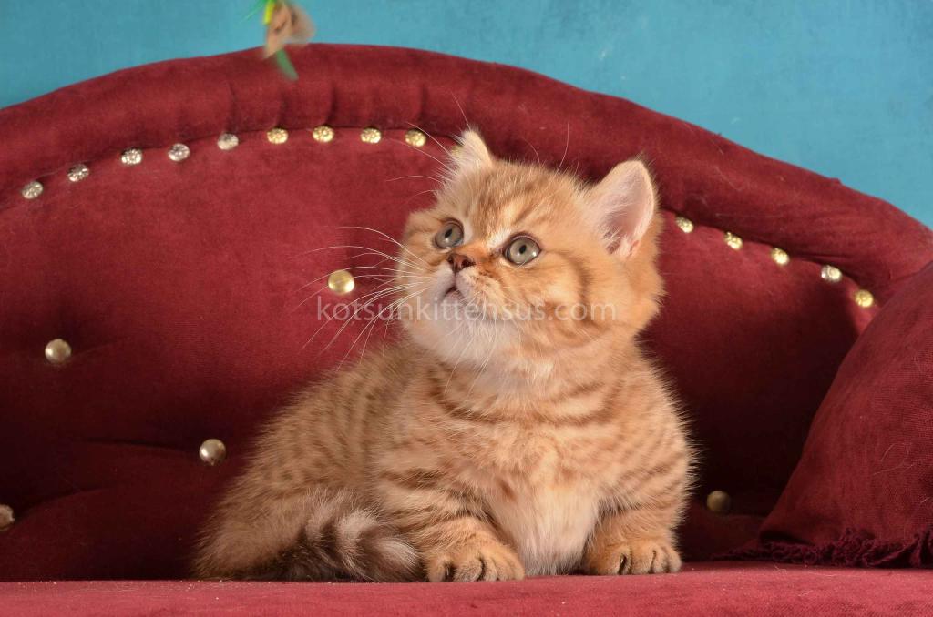 Holly Munchkin Chocolate Tabby Short Legs photo 1