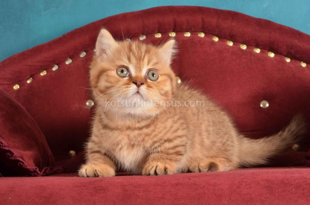 Holly Munchkin Chocolate Tabby Short Legs photo 12