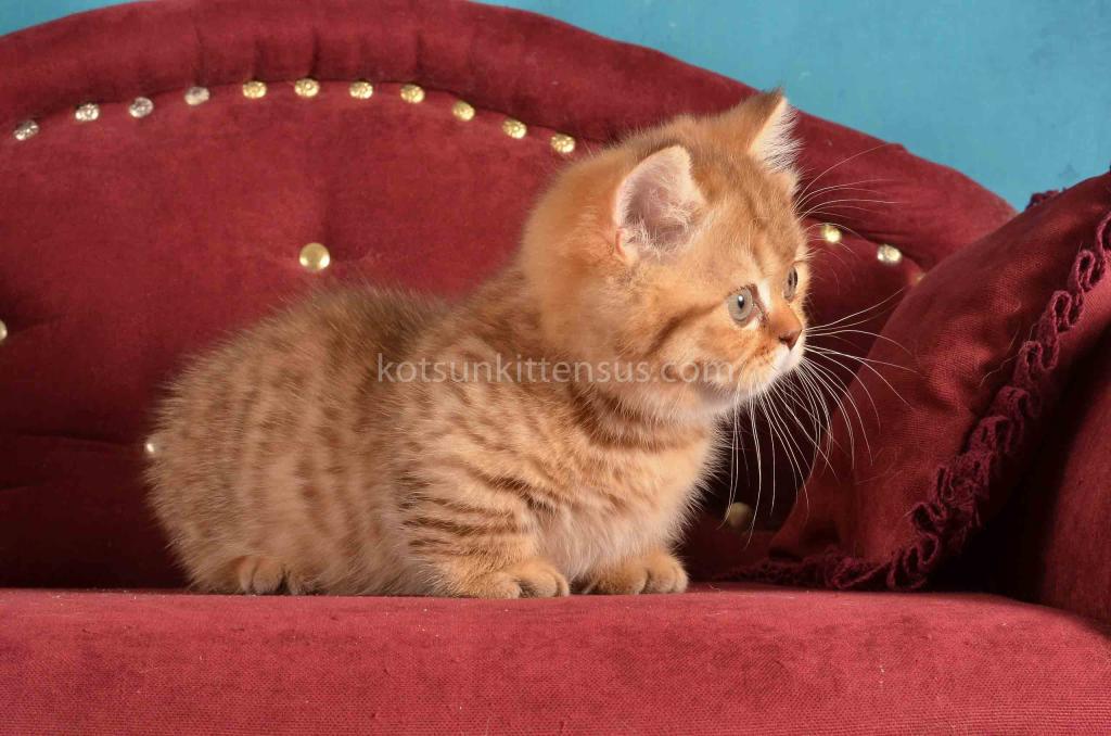 Holly Munchkin Chocolate Tabby Short Legs photo 11