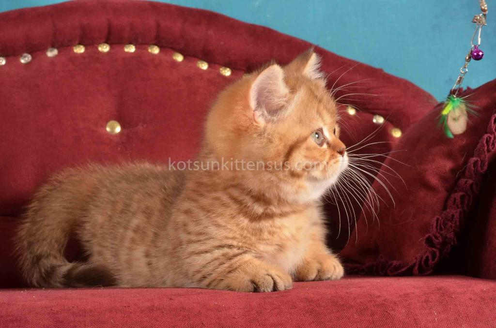 Holly Munchkin Chocolate Tabby Short Legs photo 4