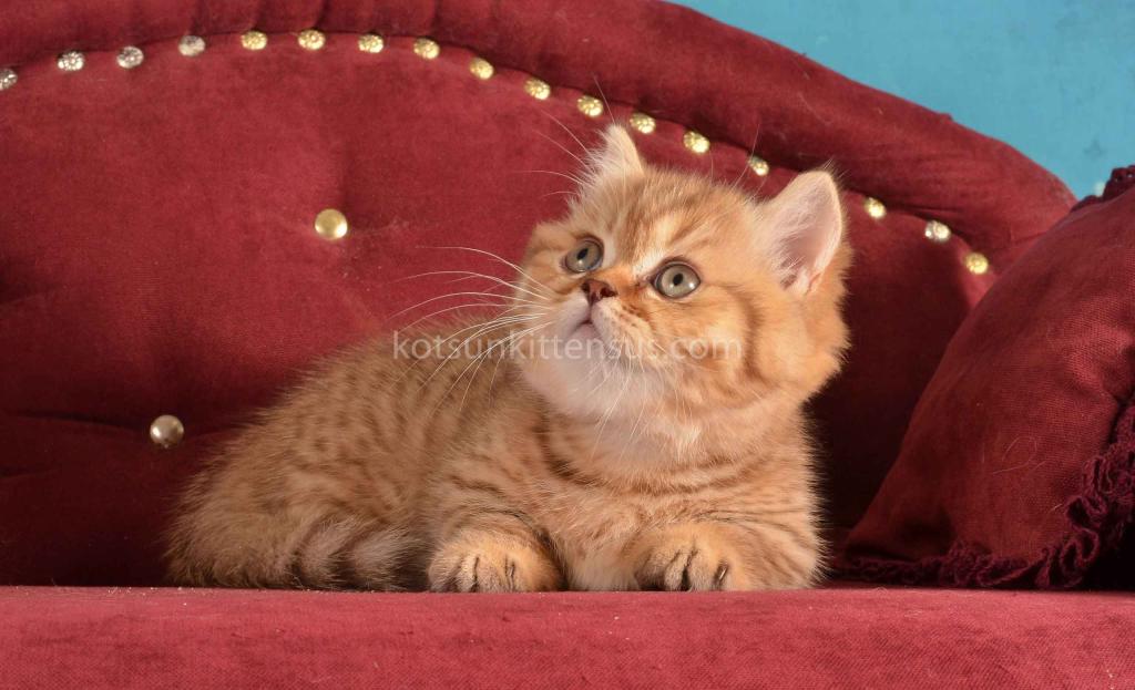 Holly Munchkin Chocolate Tabby Short Legs photo 7