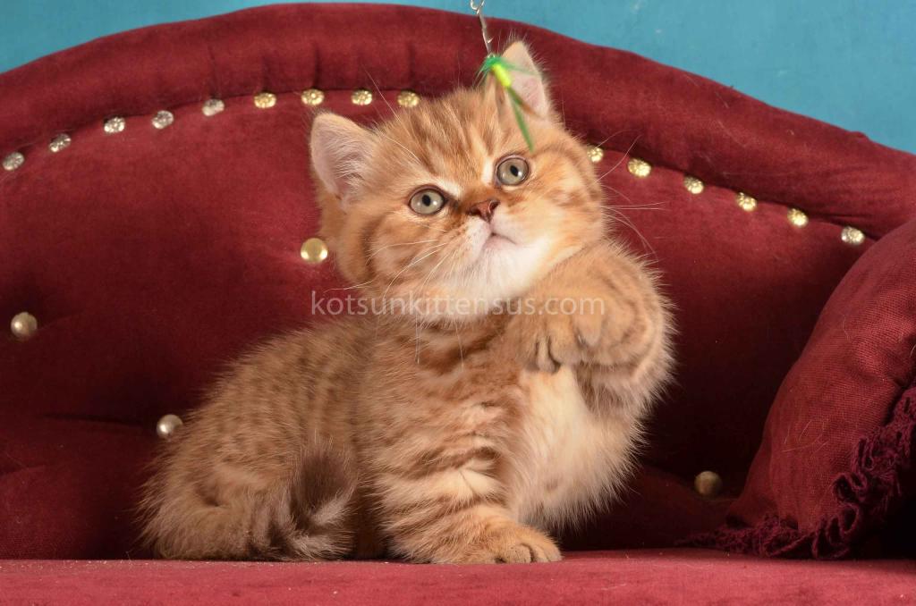 Holly Munchkin Chocolate Tabby Short Legs photo 2