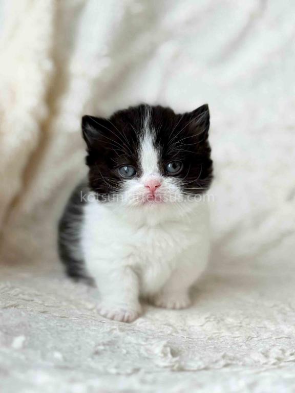 Morgan Tuxedo Munchkin Black Bicolor Short Legs photo 2