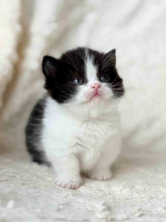 Morgan Tuxedo Munchkin Black Bicolor Short Legs photo 1