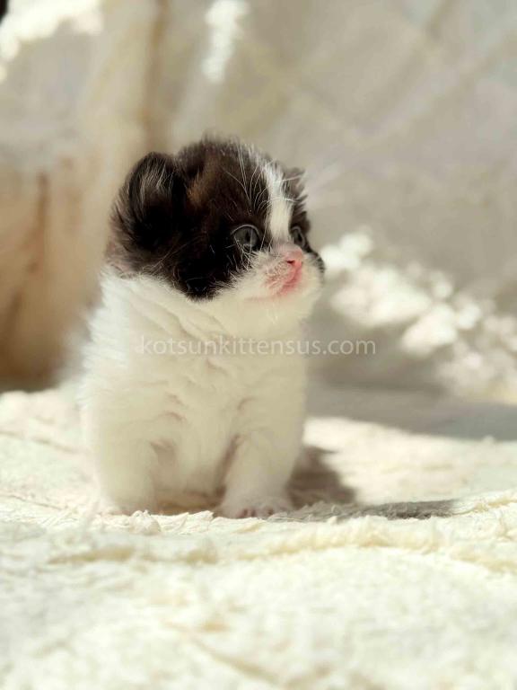Morgan Tuxedo Munchkin Black Bicolor Short Legs photo 5