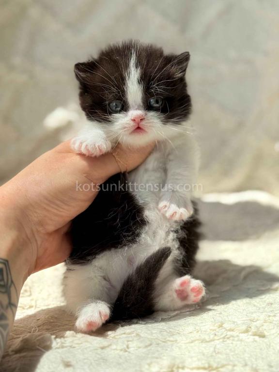 Morgan Tuxedo Munchkin Black Bicolor Short Legs photo 4