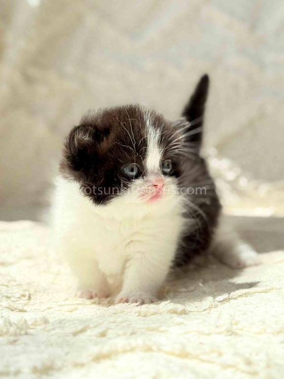 Morgan Tuxedo Munchkin Black Bicolor Short Legs photo 7