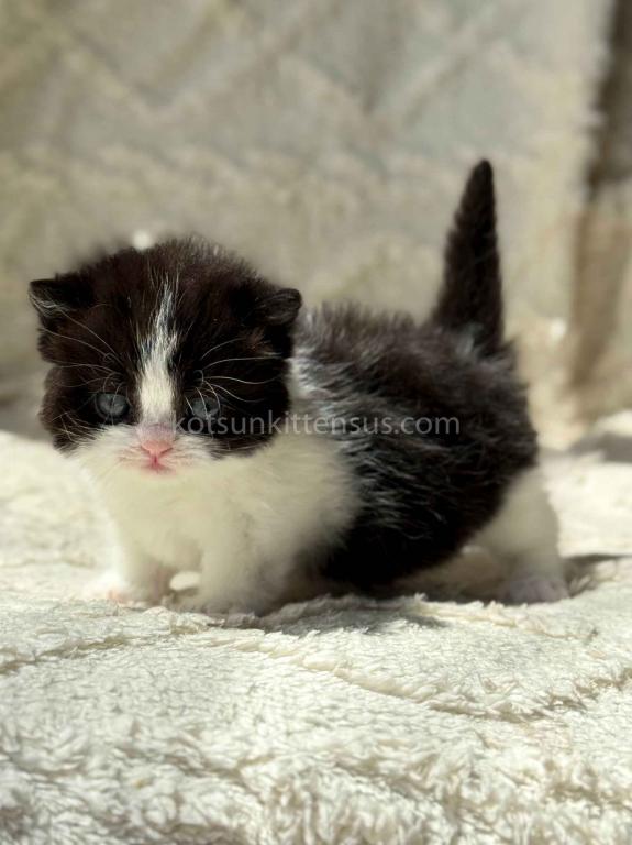 Morgan Tuxedo Munchkin Black Bicolor Short Legs photo 3