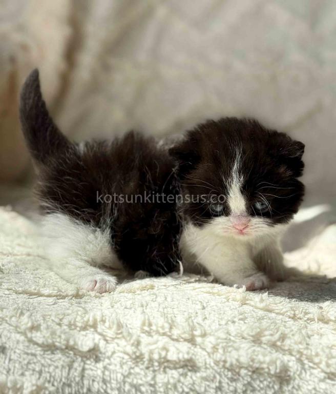 Morgan Tuxedo Munchkin Black Bicolor Short Legs photo 6