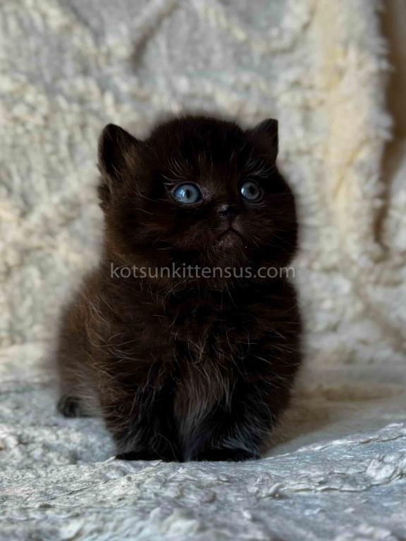 Michael Baby Boy Munchkin Black Solid Short Legs photo 5