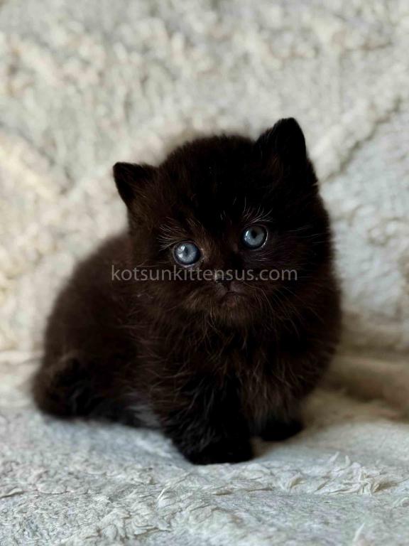 Michael Baby Boy Munchkin Black Solid Short Legs photo 1