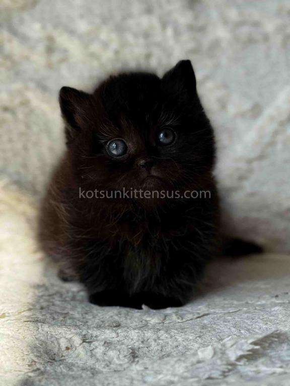 Michael Baby Boy Munchkin Black Solid Short Legs photo 3