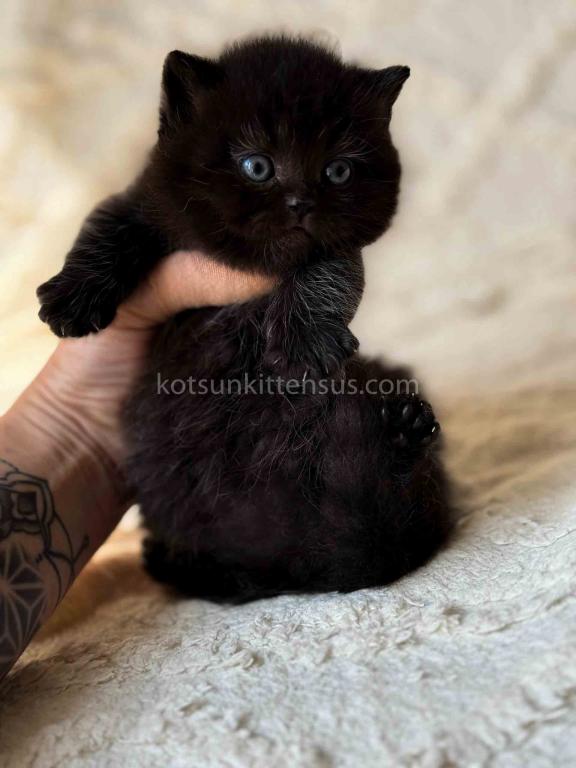 Michael Baby Boy Munchkin Black Solid Short Legs photo 2