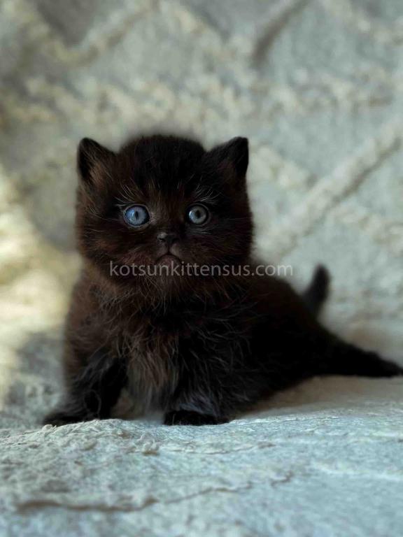 Michael Baby Boy Munchkin Black Solid Short Legs photo 4