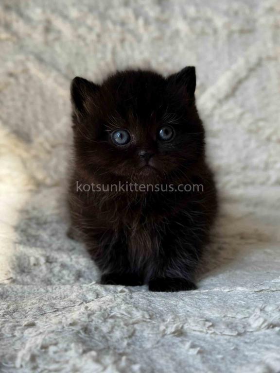 Michael Baby Boy Munchkin Black Solid Short Legs photo 6