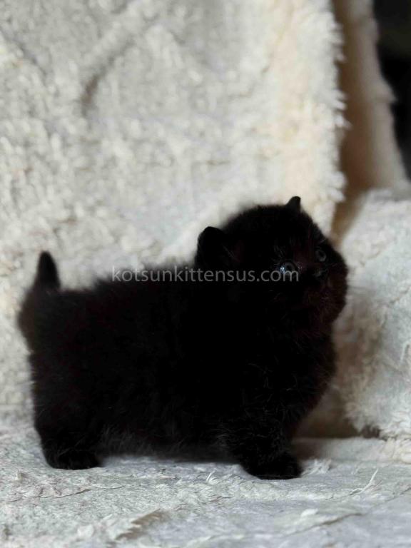 Michael Baby Boy Munchkin Black Solid Short Legs photo 7
