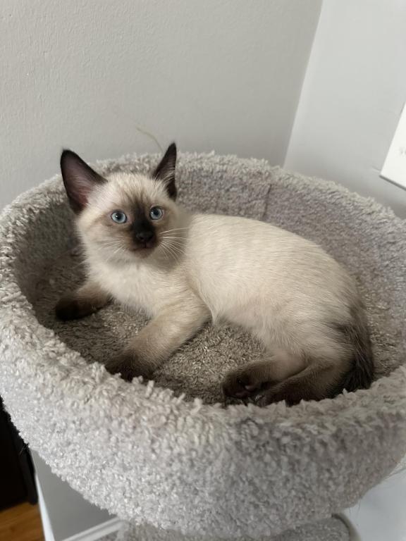 Nala photo 4