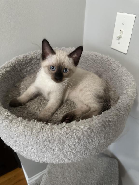 Nala photo 3