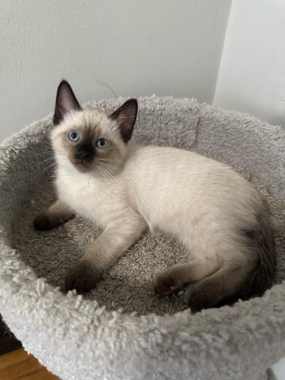 Nala photo 1