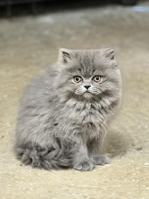Persian
